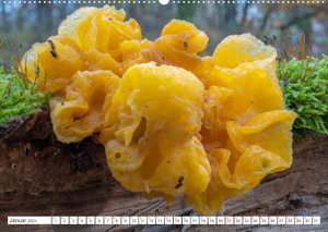 Pilze in den Herbstwäldern (Wandkalender 2023 DIN A2 quer)