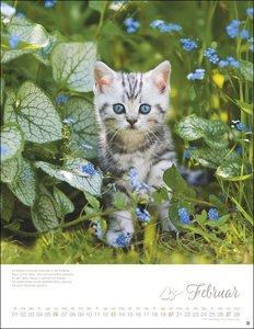 Katzenkinder Posterkalender 2022