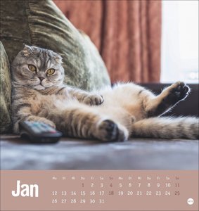 Tierisch entspannte Katzen Postkartenkalender 2026