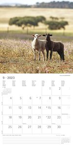Beste Freunde 2023 - Broschürenkalender 30x30 cm (30x60 geöffnet) - Kalender mit Platz für Notizen - Best Friends - Bildkalender - Wandkalender