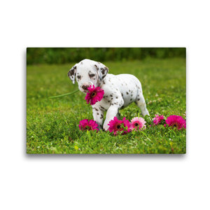 Premium Textil-Leinwand 45 cm x 30 cm quer Niedlicher Dalmatinerwelpe mit rosafarbenen Gerberablüten