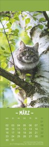 Katzen Lesezeichen & Kalender 2026