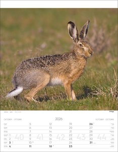 Tiere der Alpen Kalender 2026