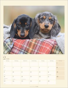 Dackel Kalender 2026