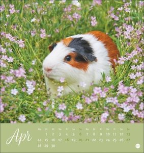 Kuschelige Meerschweinchen Postkartenkalender 2025