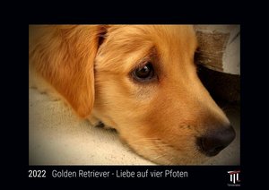 Golden Retriever - Liebe auf vier Pfoten 2022 - Black Edition - Timokrates Kalender, Wandkalender, Bildkalender - DIN A3 (42 x 30 cm)