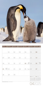 Pinguine Kalender 2025 - 30x30