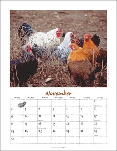 Der Hühnerkalender 2026