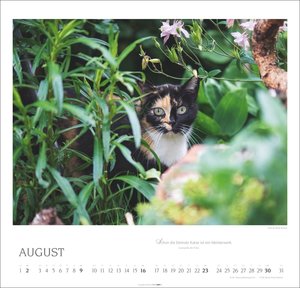 Katzen - Diven auf Samtpfoten 2026