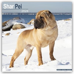Shar Pei - Shar-Pei 2024 - 16-Monatskalender