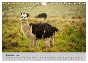 Unter Lamas und Alpakas (Wandkalender 2024 DIN A4 quer), CALVENDO Monatskalender