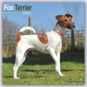 Fox Terrier - Foxterrier 2023 - 16-Monatskalender