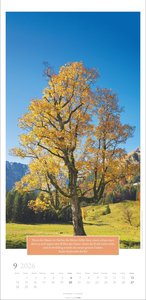 Wunderwelt der Bäume Kalender 2026