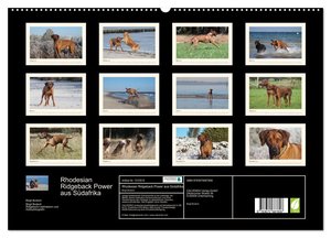 Rhodesian Ridgeback Power aus Südafrika (hochwertiger Premium Wandkalender 2024 DIN A2 quer), Kunstdruck in Hochglanz