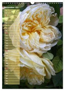 Rosen für DICH / Geburtstagskalender (Wandkalender 2024 DIN A3 hoch), CALVENDO Monatskalender