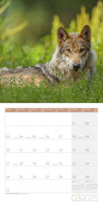 Heimische Wildtiere Kalender 2025 - 30x30