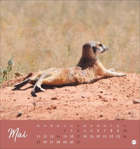 Erdmännchen Postkartenkalender 2026