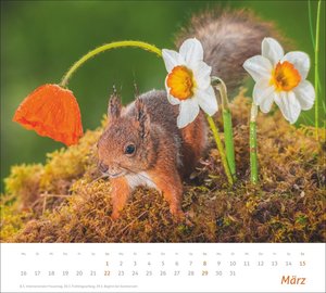times&more Eichhörnchen Bildkalender 2026