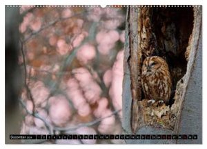 Strix aluco ... der Waldkauz (hochwertiger Premium Wandkalender 2024 DIN A2 quer), Kunstdruck in Hochglanz