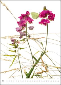 Flora 2022 – Blumen-Kalender von DUMONT– Foto-Kunst von Tan Kadam – Poster-Format 50 x 70 cm
