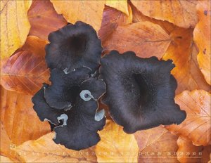 Wunderwelt der Pilze  2026