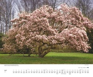Bäume 2025 – Wandkalender 60x50 cm – Spiralbindung