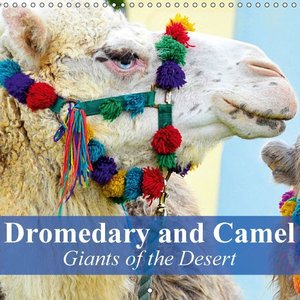 Dromedary and Camel - Giants of the Desert (Wall Calendar 2015 300 × 300 mm Square)