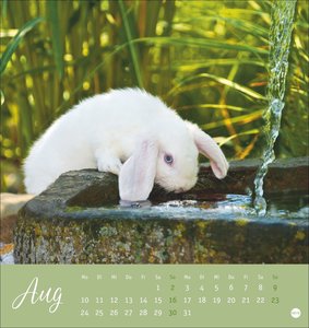 Süße Kaninchen Postkartenkalender 2026