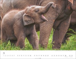 Elefantenbabys Kalender 2025