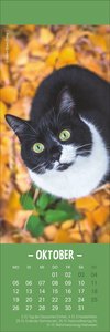 Katzen Lesezeichen & Kalender 2026