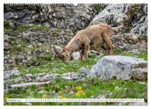 Steinböcke - Majestätische Tiere der Alpen (hochwertiger Premium Wandkalender 2024 DIN A2 quer), Kunstdruck in Hochglanz