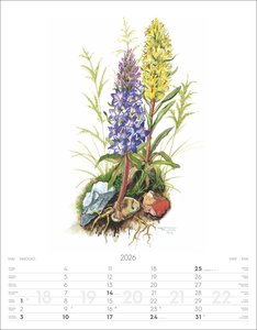 Alpenblumen-Aquarelle Kalender 2026
