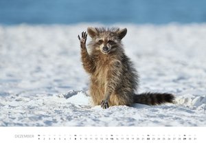 Comedy Wildlife Photo Award Kalender 2024