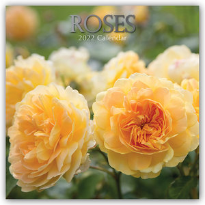 Roses - Rosen 2022 - 16-Monatskalender