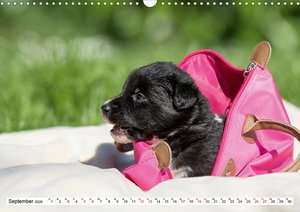 Gehütet wird später - Border Collie Welpen