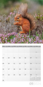 Eichhörnchen Kalender 2024 - 30x30
