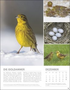 Vögel in unseren Gärten Posterkalender 2022
