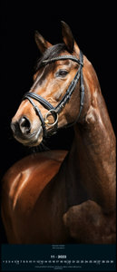 Beautiful Horses 2023 - Foto-Kalender - Wand-Kalender - 30x70