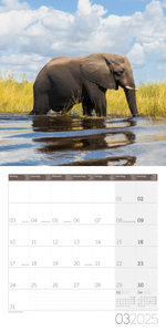 Elefanten Kalender 2025 - 30x30