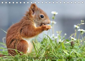 Eichhörnchen Momentaufnahmen fürs Herz (Tischkalender 2023 DIN A5 quer)