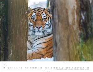 Tiger 2026