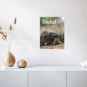Dackel Kalender 2026