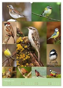 Alles für die Vögel (Wandkalender 2024 DIN A2 hoch), CALVENDO Monatskalender