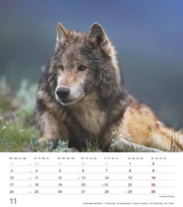 Mythos Wolf 2025 - Foto-Kalender - Wand-Kalender - 30x34