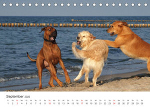 Ridgebacks - Hunde aus Afrika (Tischkalender 2023 DIN A5 quer)