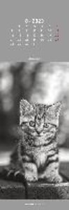 Katzen 2023 - Lesezeichenkalender 5,5x16,5 cm - Cats - Tierkalender - Lesehilfe - Alpha Edition