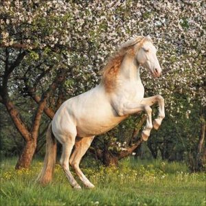 Horses 2025