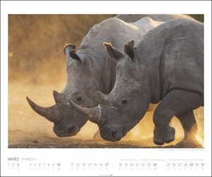 African Wildlife Kalender 2024. Die Tierwelt Afrikas in atemberaubenden Fotos festgehalten für einen großen Wandkalender. Foto-Kalender im Großformat 55x46 cm