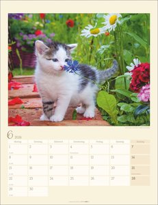 Katzen auf dem Lande Kalender 2026