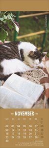 Katzen Lesezeichen & Kalender 2026